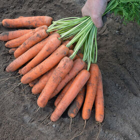 Naval Main Crop Carrots