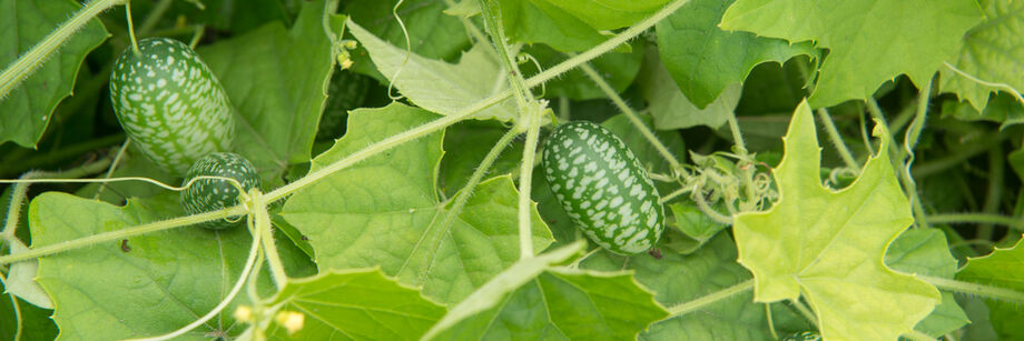Cucamelons growing in the field.